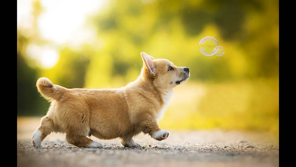 Welsh corgi pembroke cattail