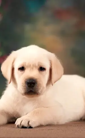 Labrador dog