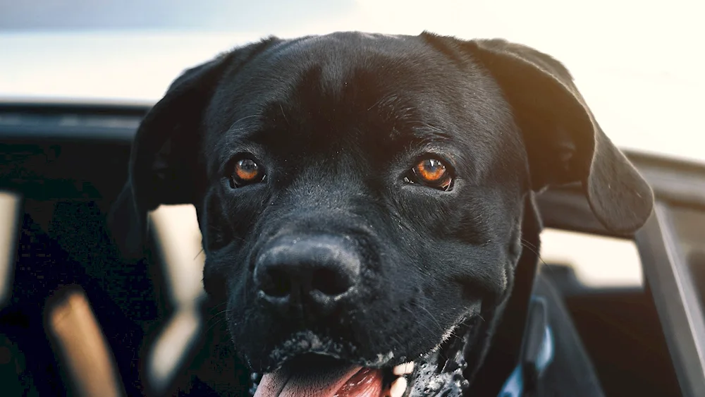 Labrador dog