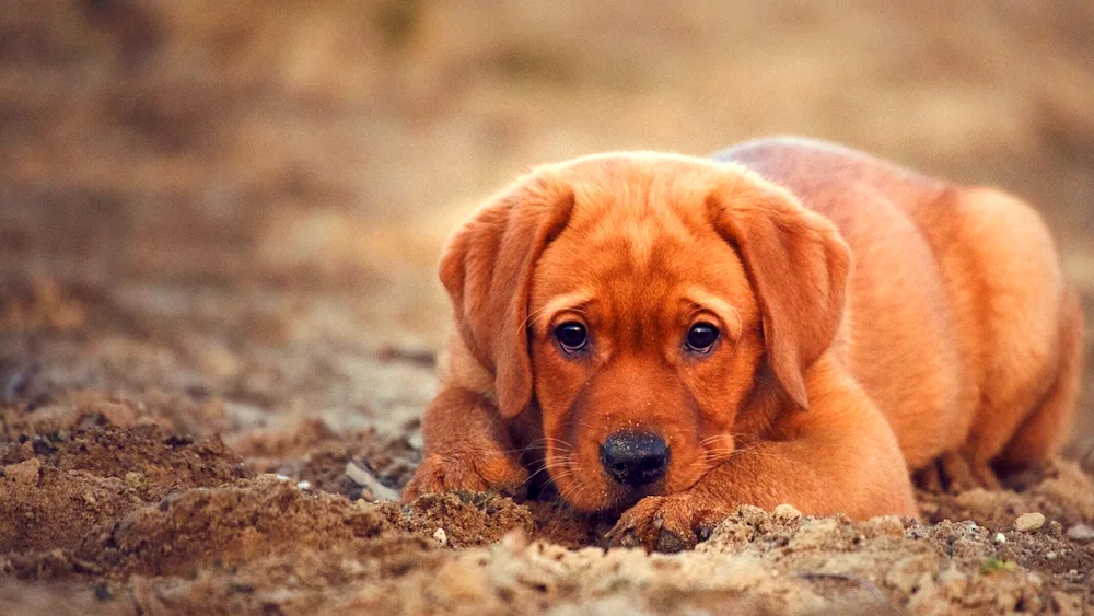 Dog Labrador red