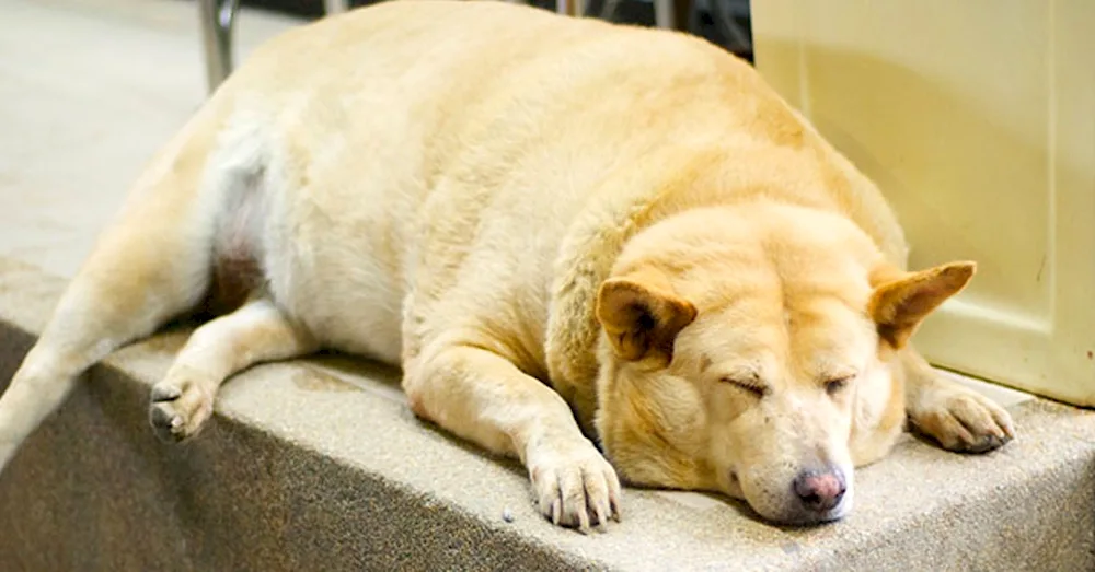 Labrador dog fat