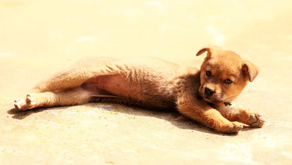 Chinook dog breed