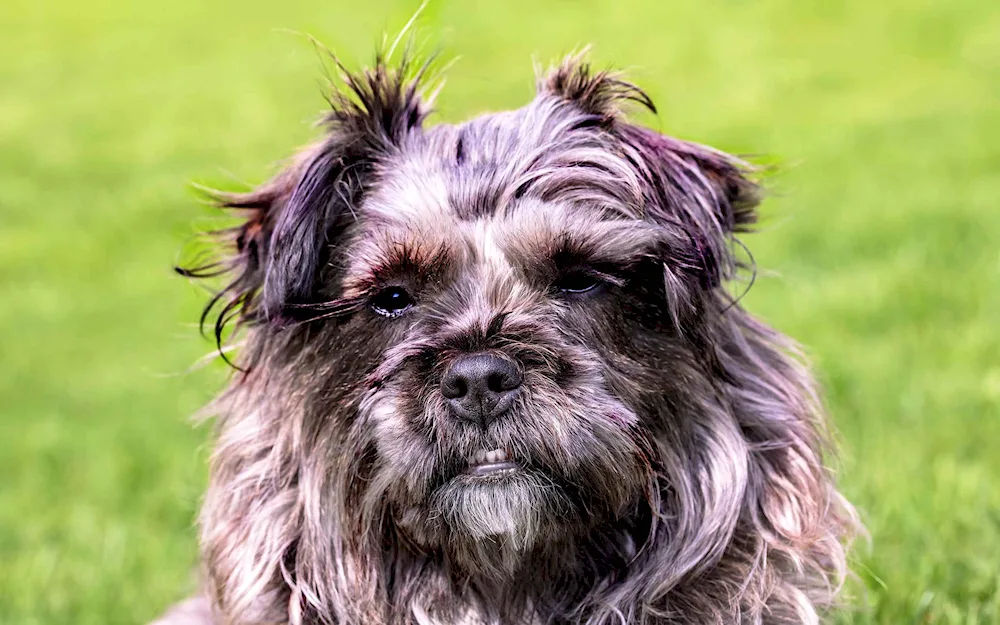 Shi tzu terrier