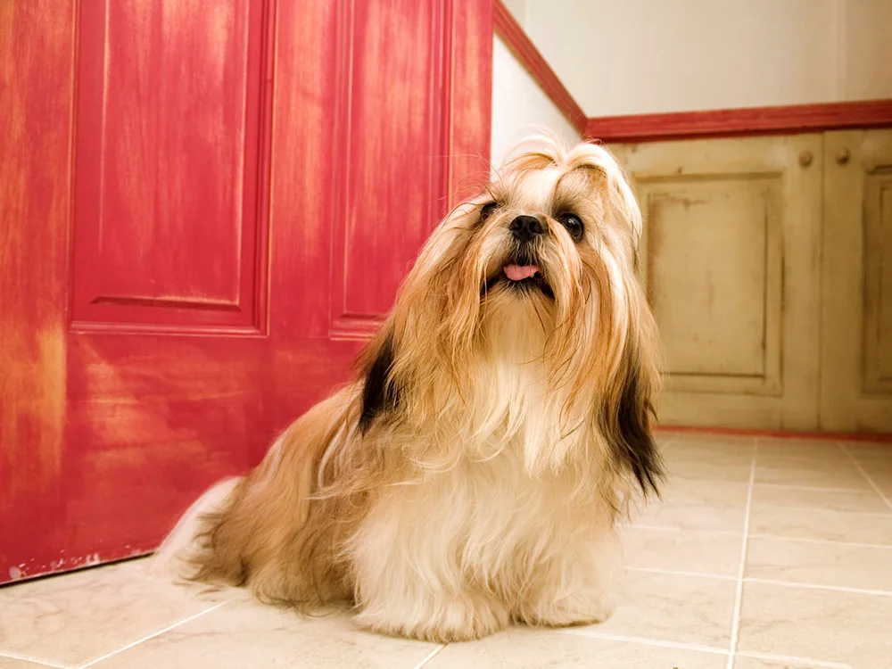 Lhasa Apso dog