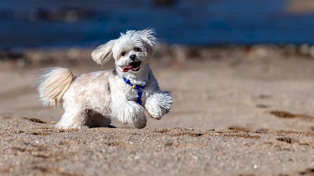 Maltipoo micro