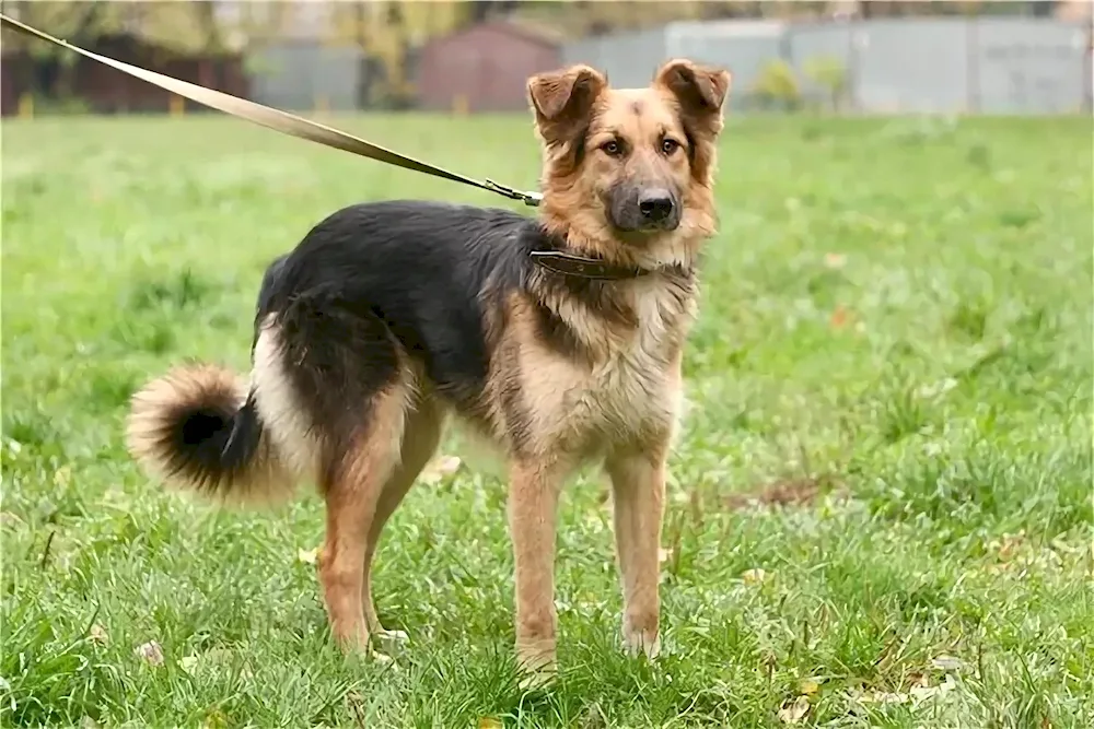 Métis VEO and mongrel