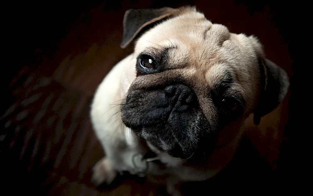 Dog Pug