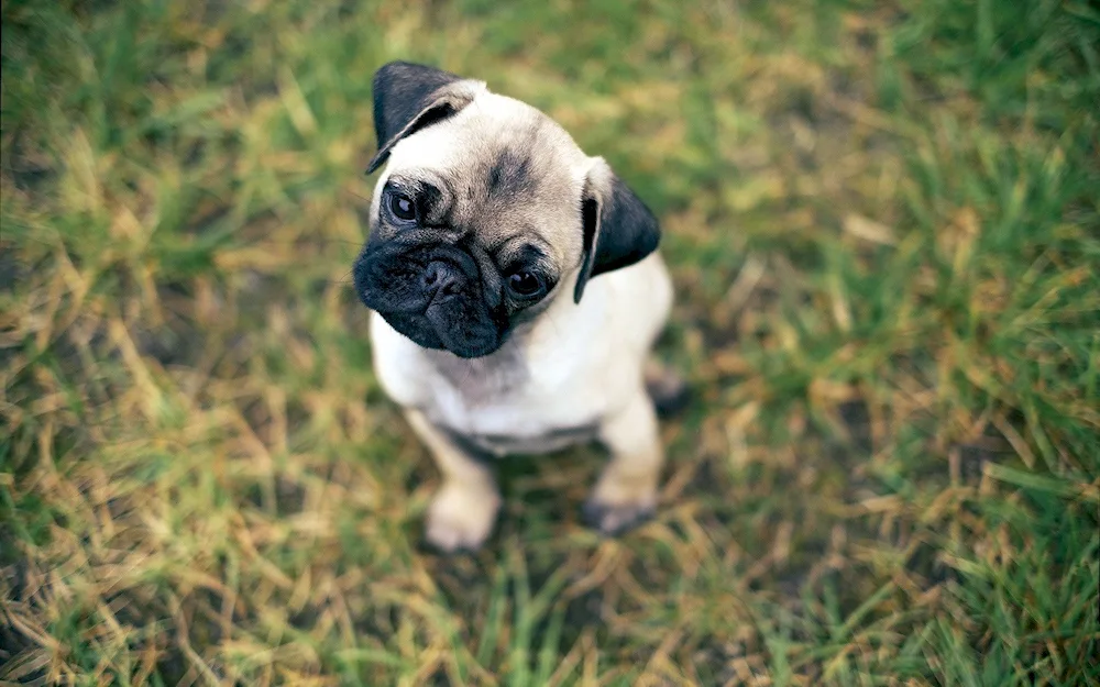 Dog Pug