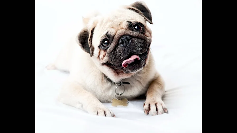 Pug dog