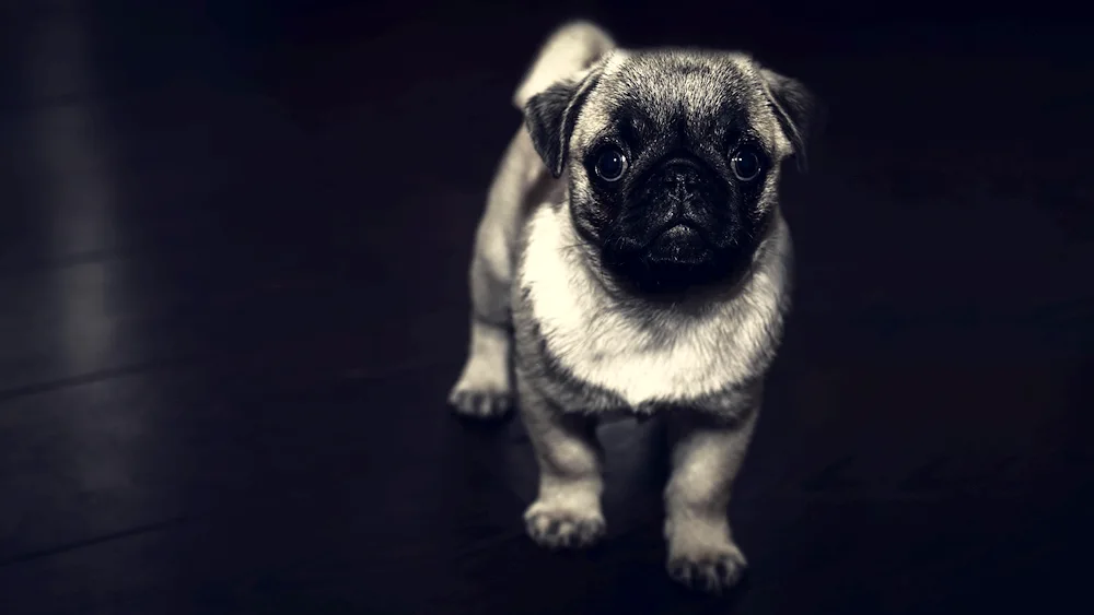 Pug dog