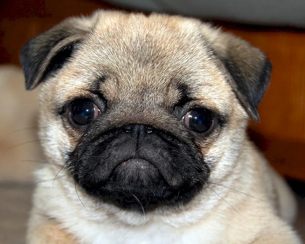 Pale. Pug