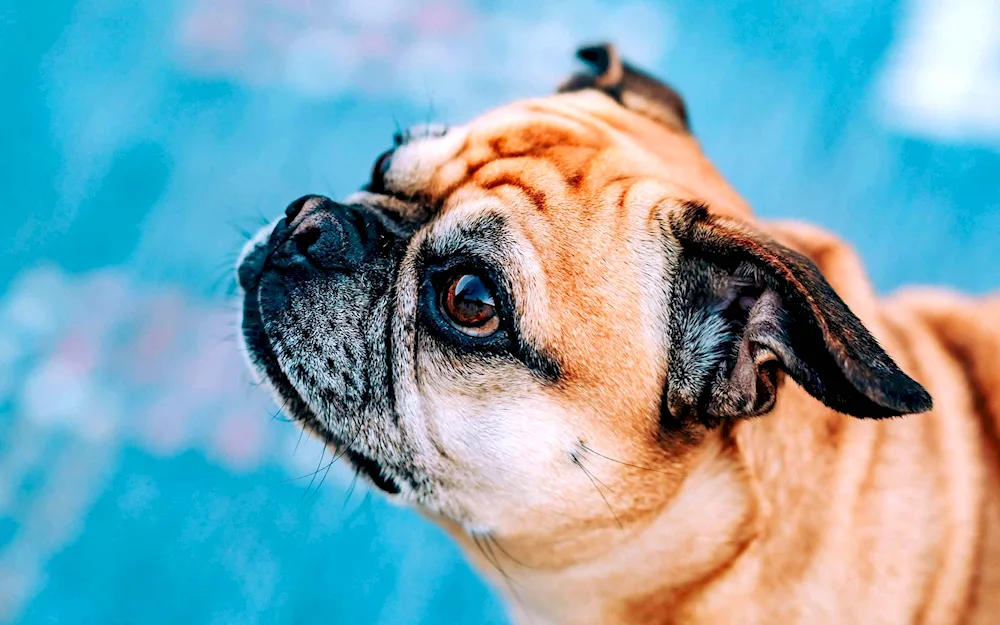 Pug dog breeds