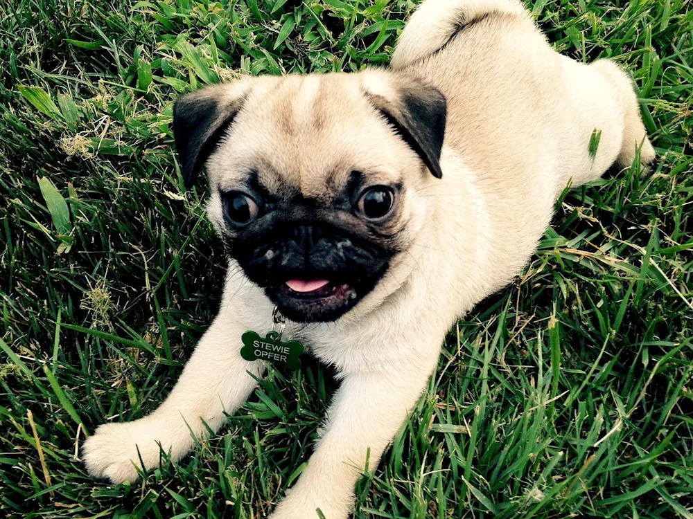 Pug dog breeds