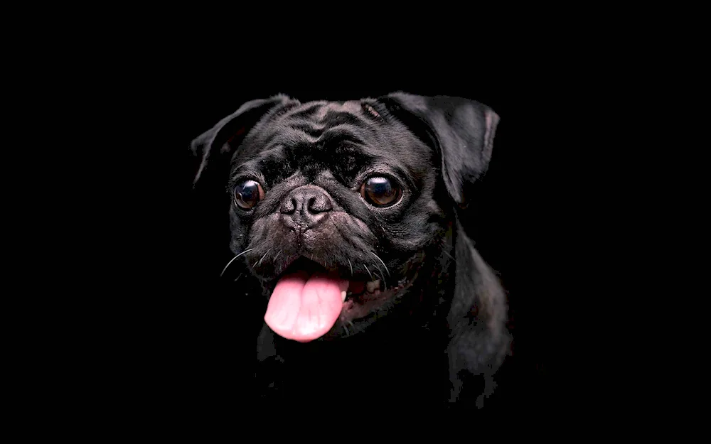 Pug dog