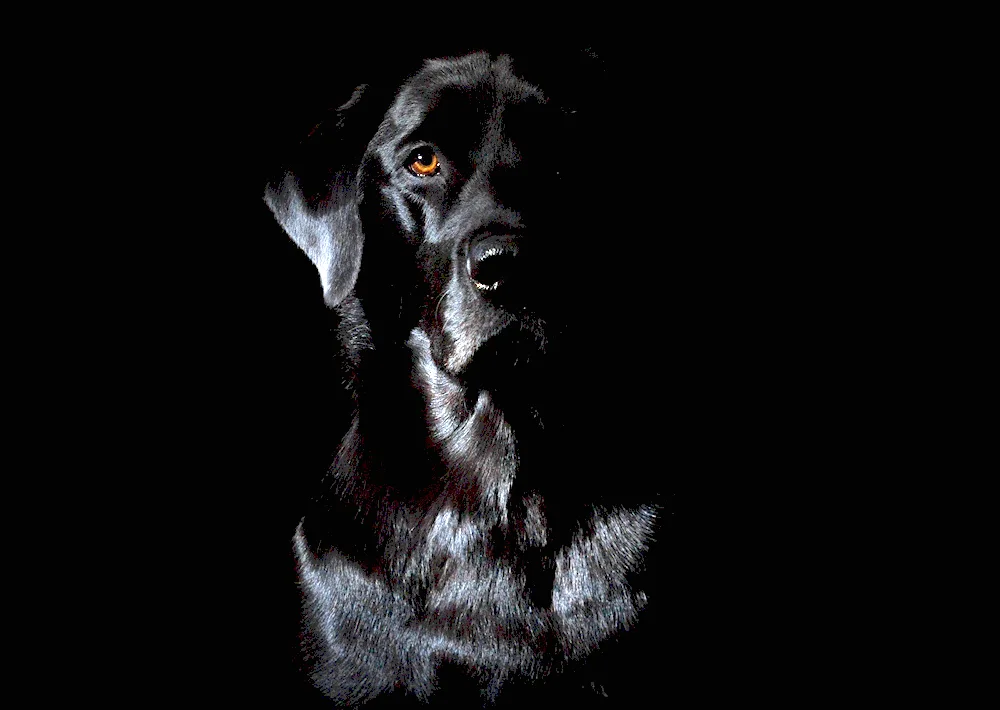 Dog on black background