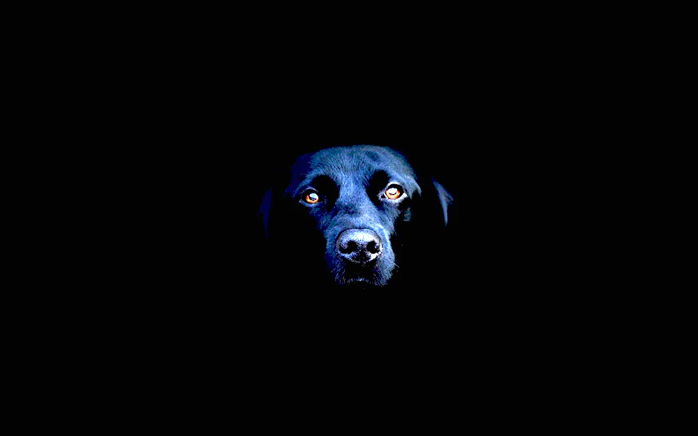 Dog on black background