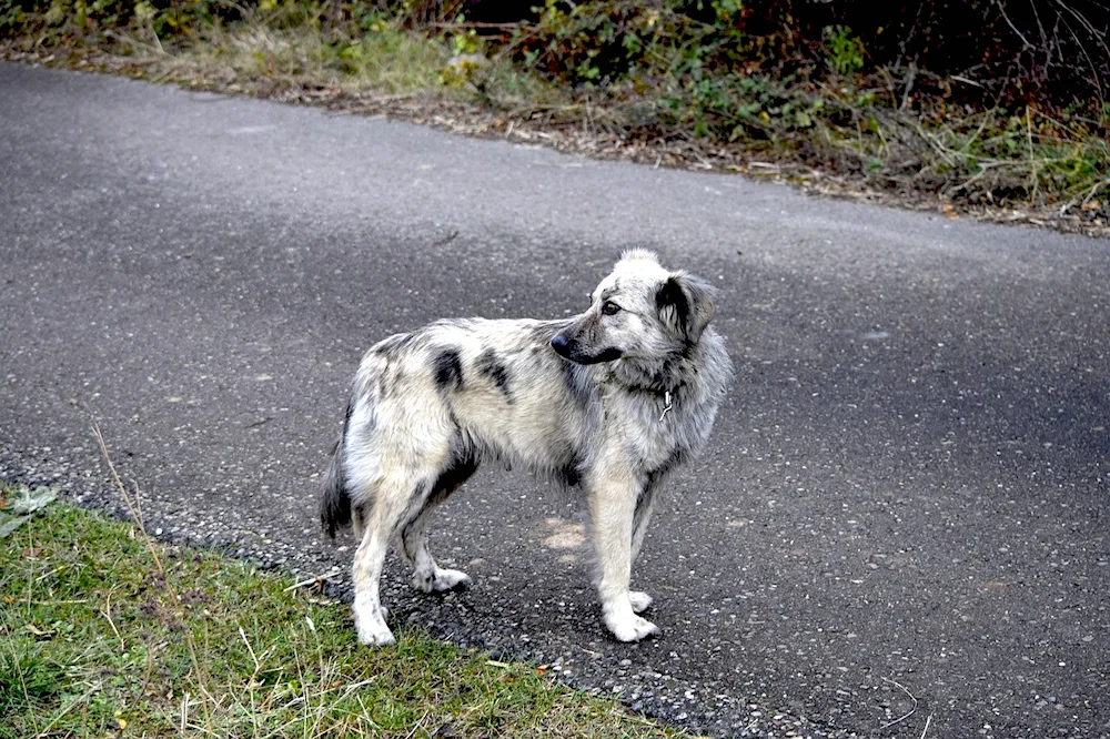 Dog on the road