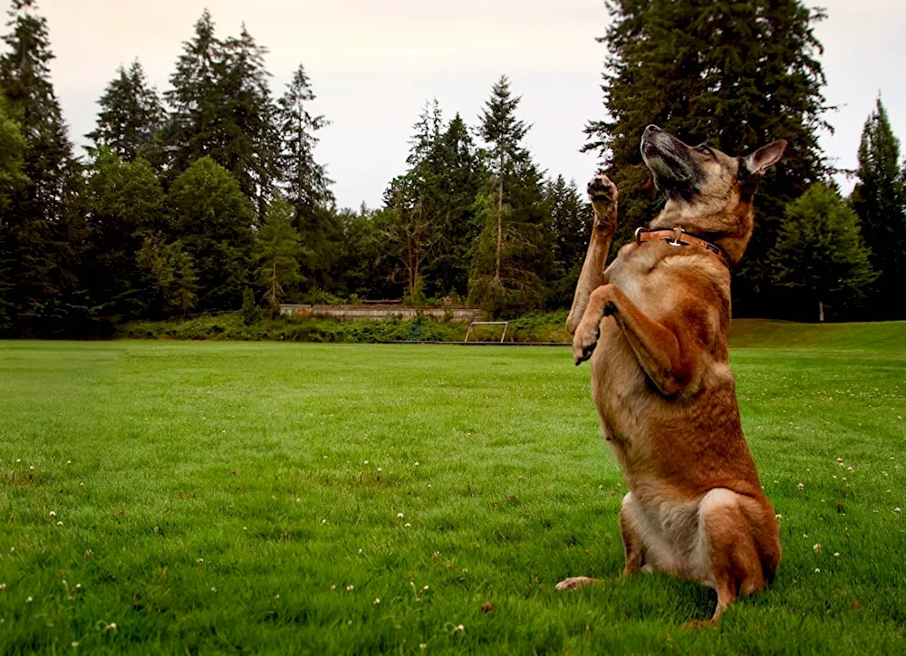 Dog on the lawn