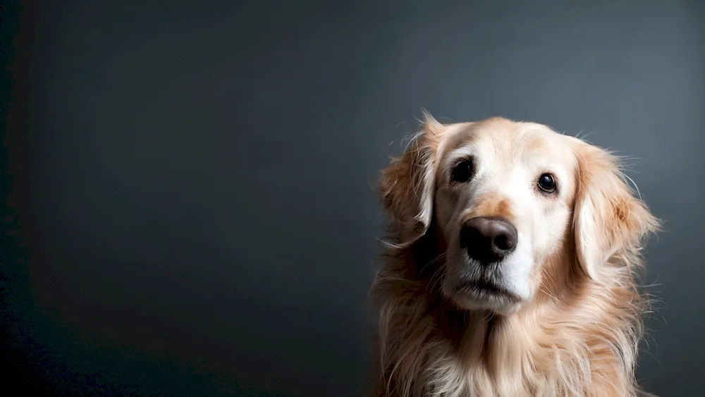 Dog on monochrome background