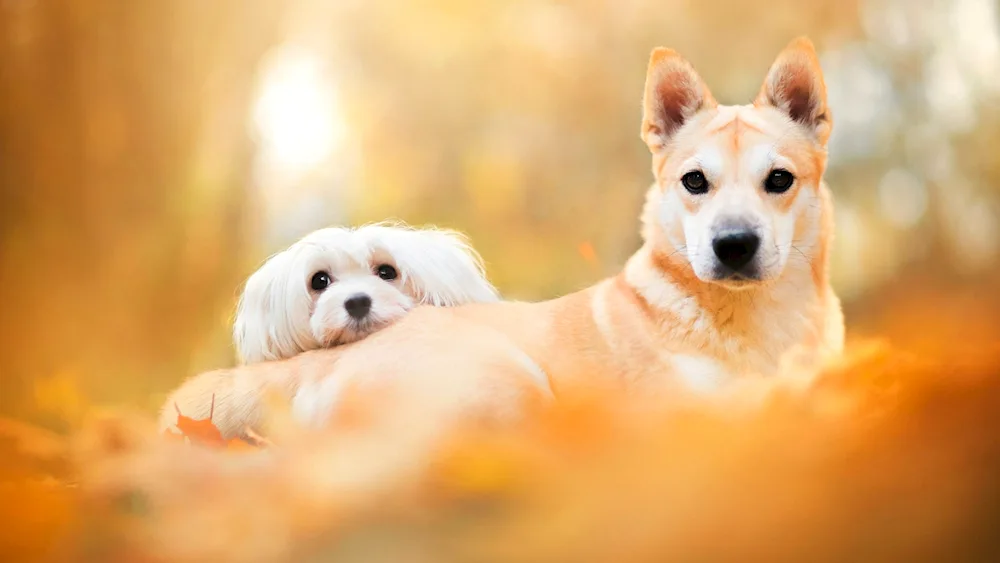 Dog on orange background