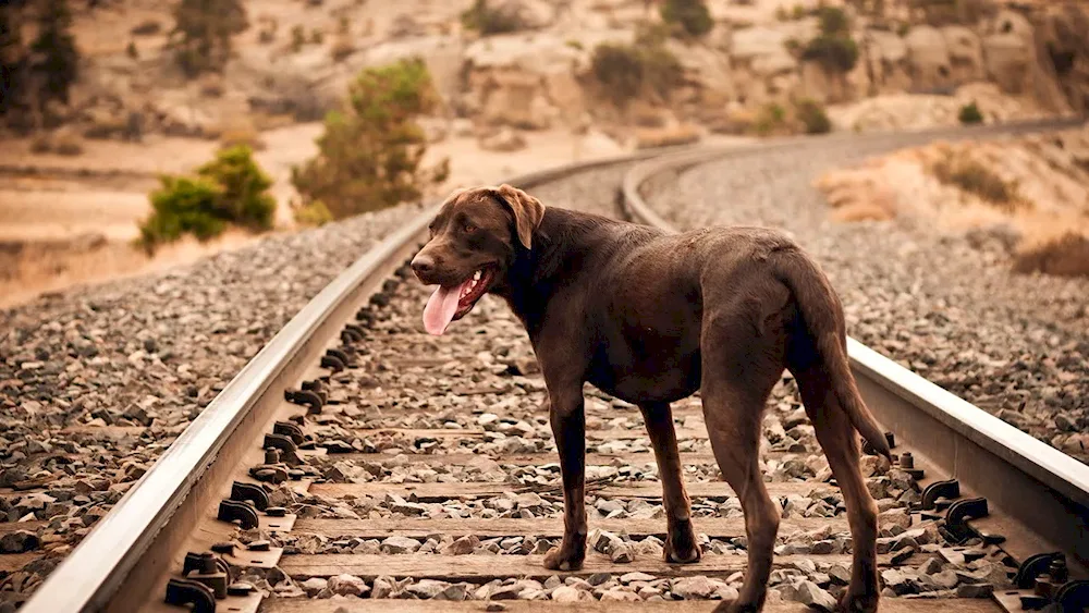 Dogs Railroad track