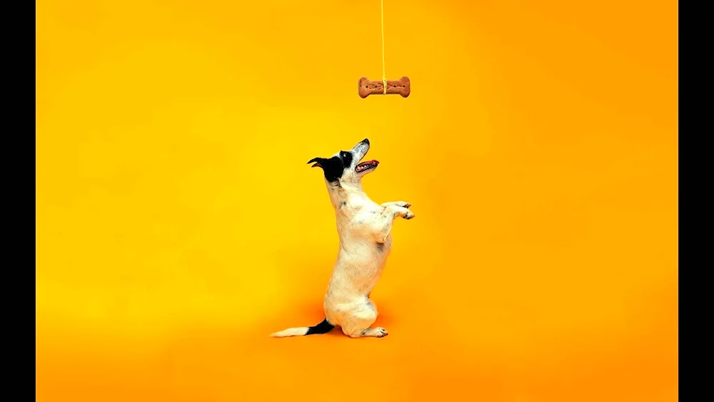 Beagle dog