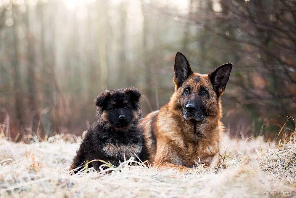 Dog German Shepherd