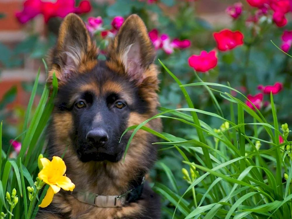 Dog German Shepherd