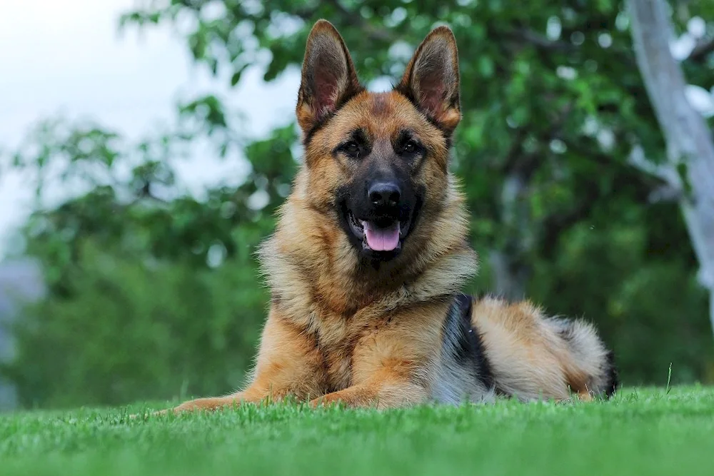 German Shepherd dog