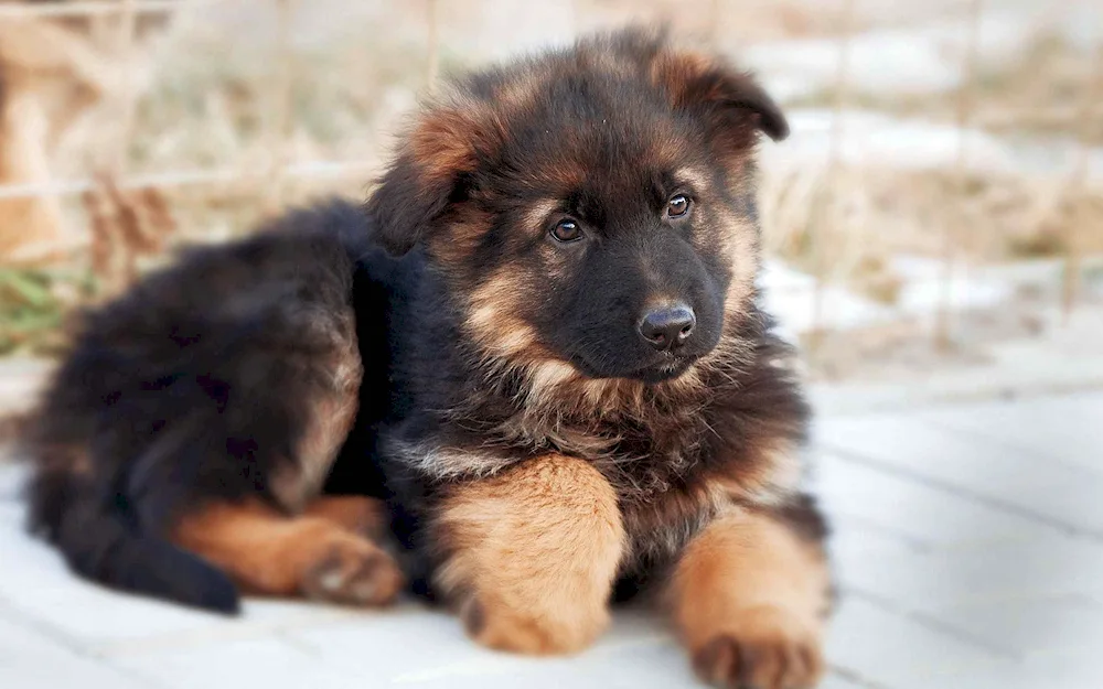 German Shepherd dog