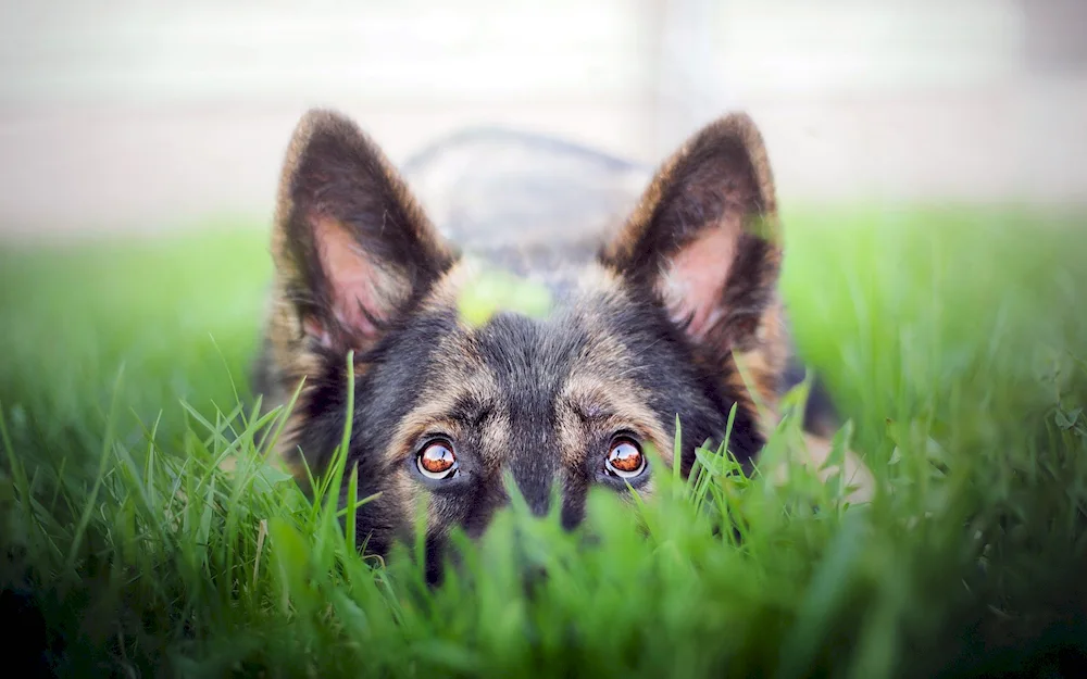 Dog German Shepherd Dog