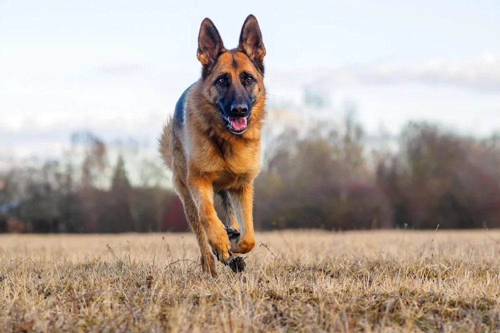 German Shepherd dog photo dog