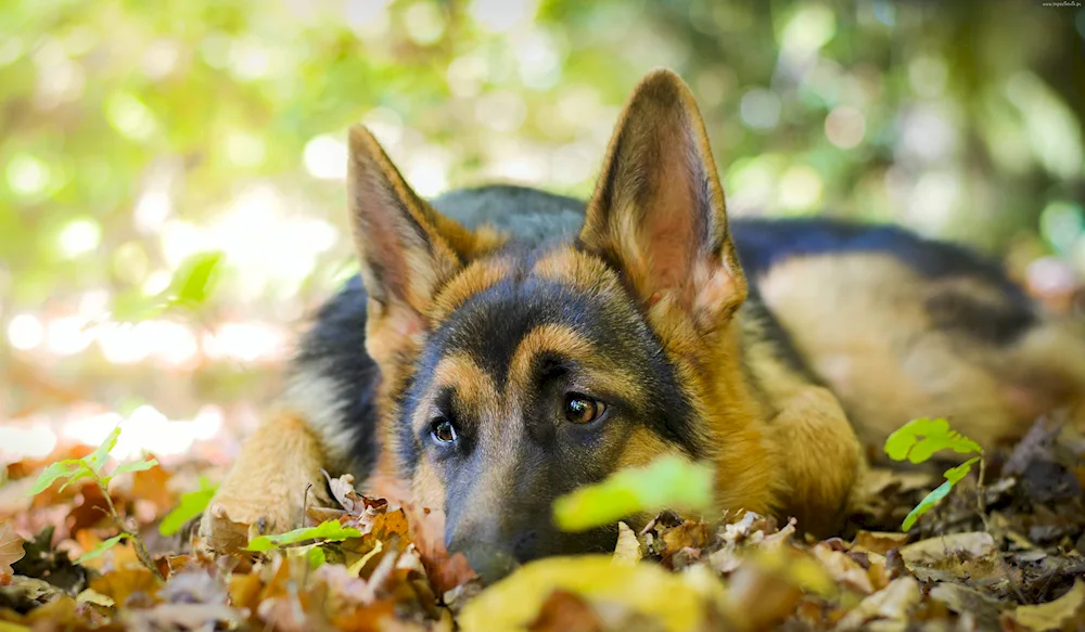 Dog German Shepherd