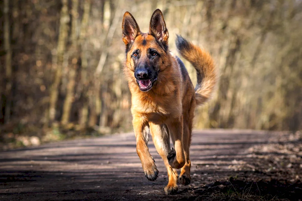 Bavarian Shepherd Dog. Shepherd