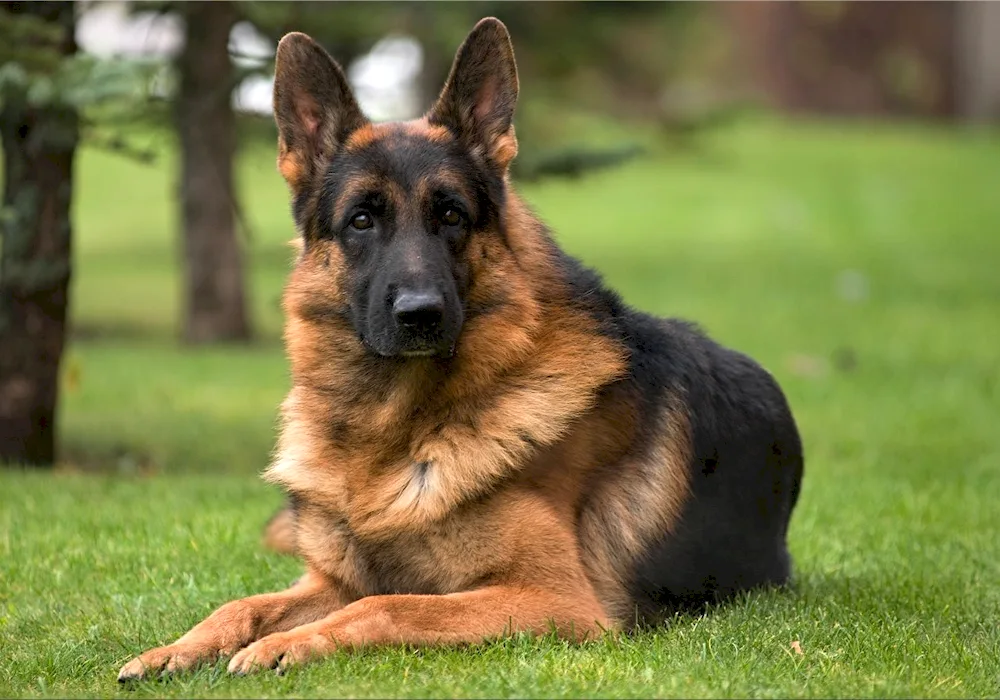 German Shepherd Wolfhound