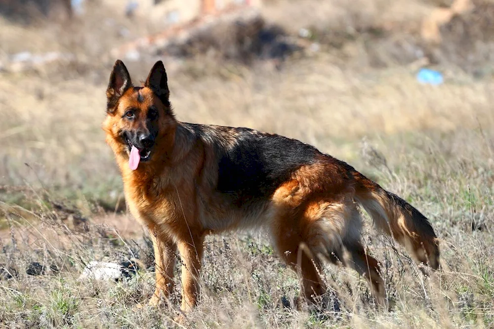 Bavarian Shepherd Shepherd