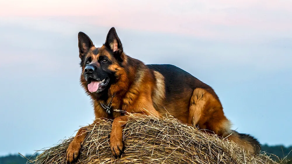 Chinese German Shepherd
