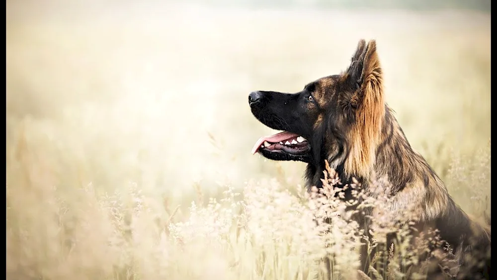 German shepherd dog