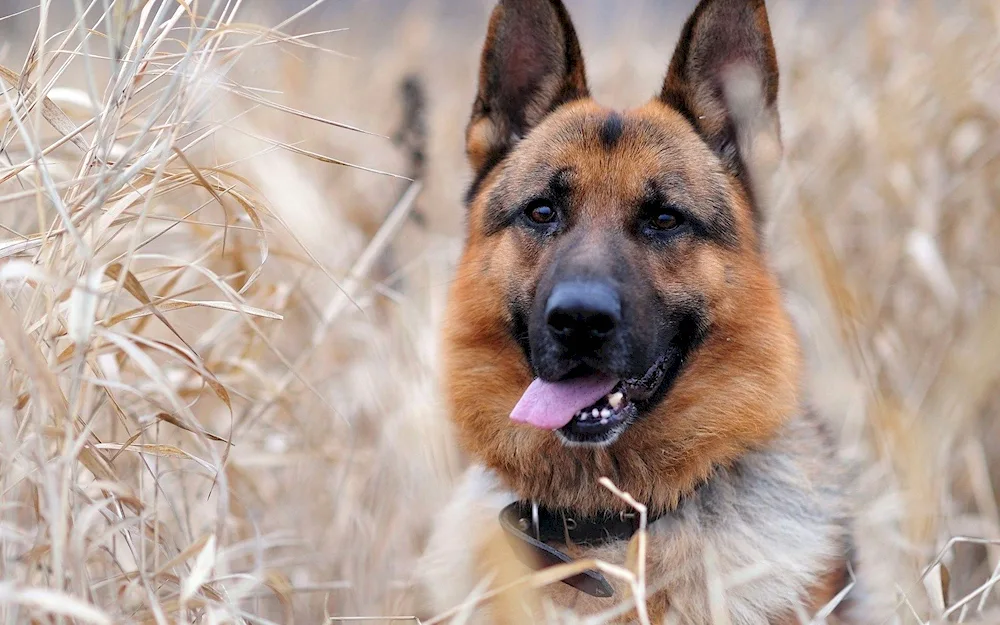 German Shepherd dog 4 k