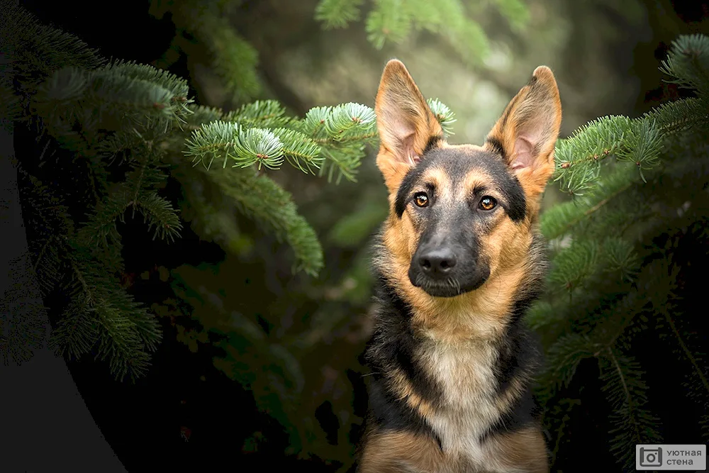 Bavarian Shepherd