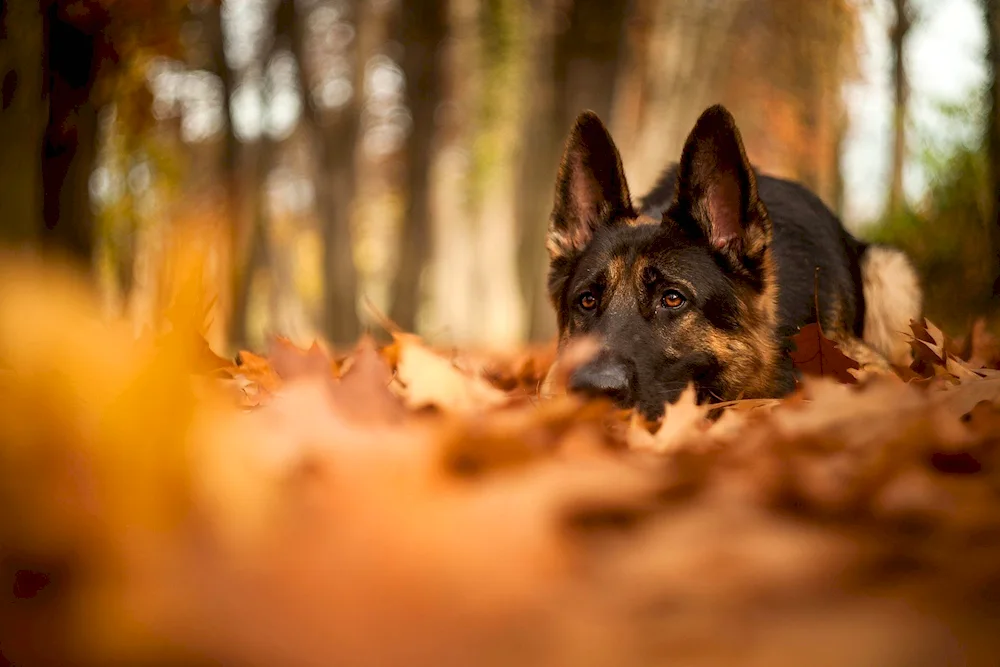 Dog German Shepherd