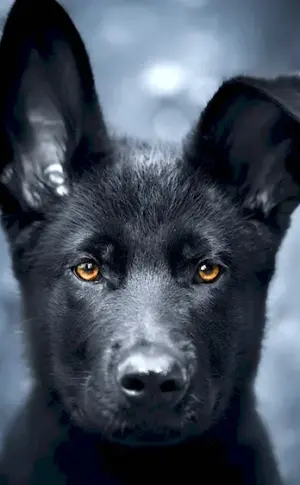 Dog German Shepherd black