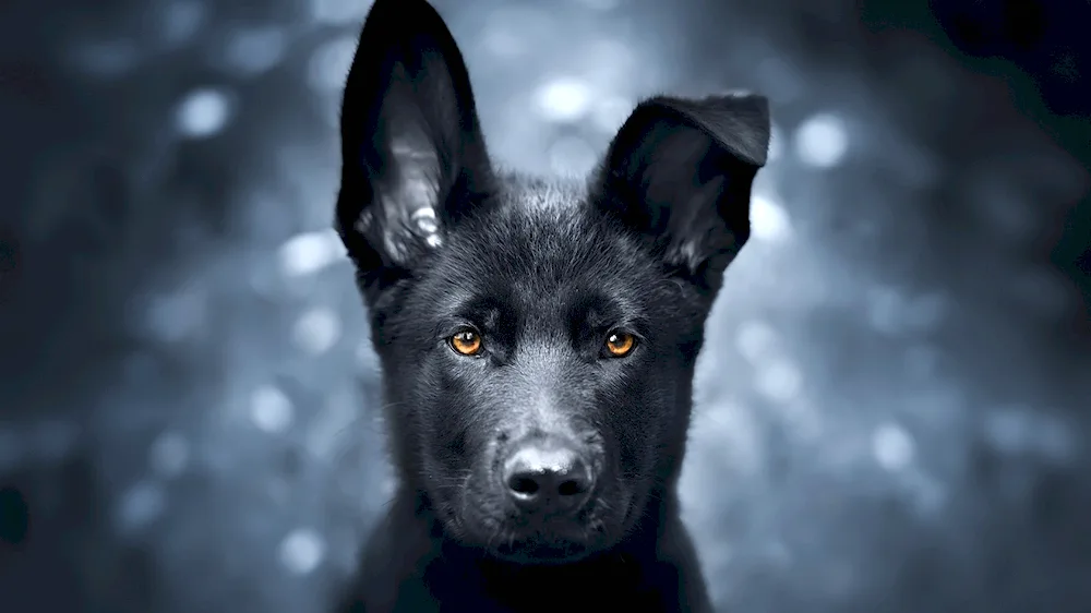 Dog German Shepherd black