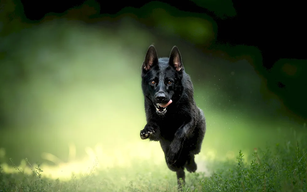 German shepherd black