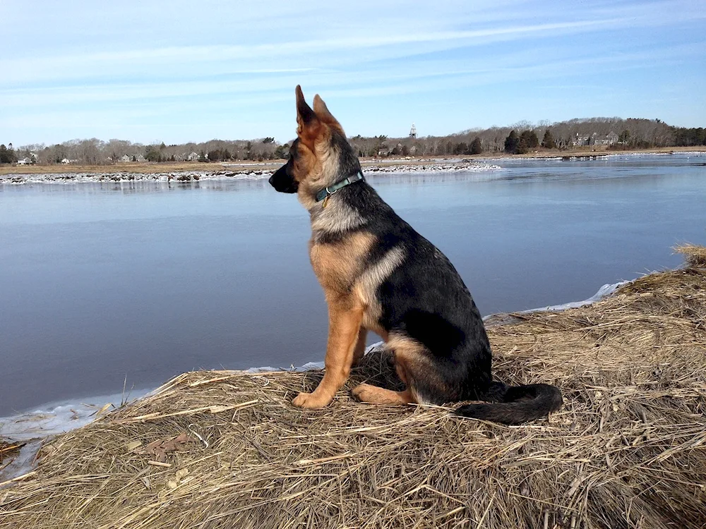 German Shepherd Dog Short-Haired