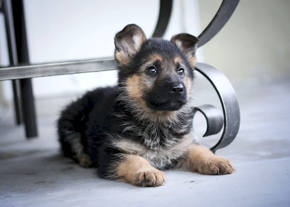 German Shepherd dog puppy