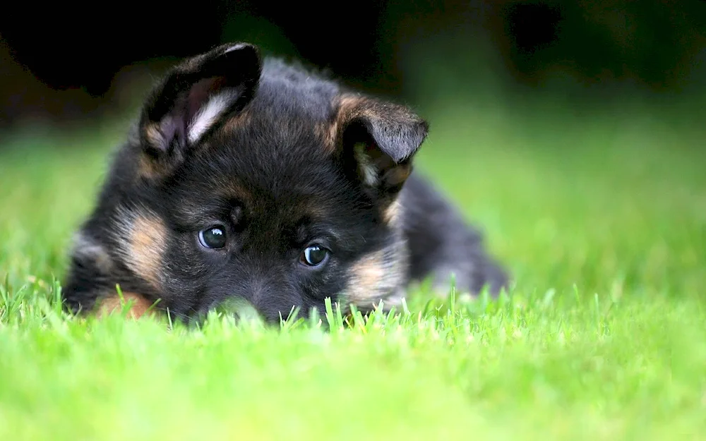 Welsh Corgi Pembroke