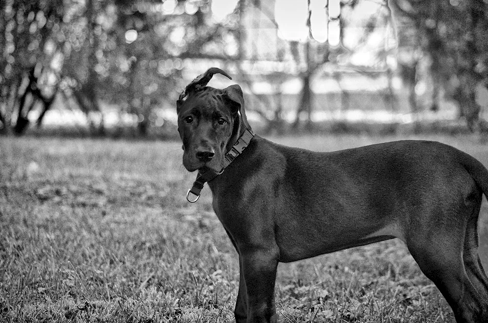 Great Dane dog