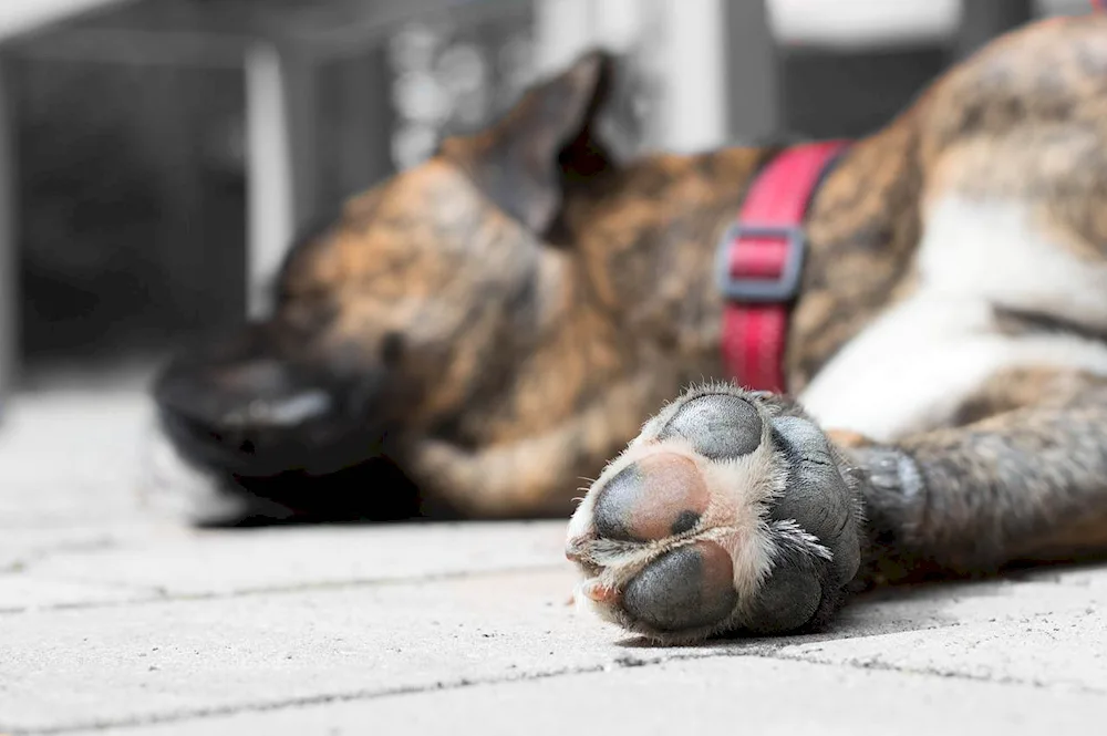 Dog licking paws