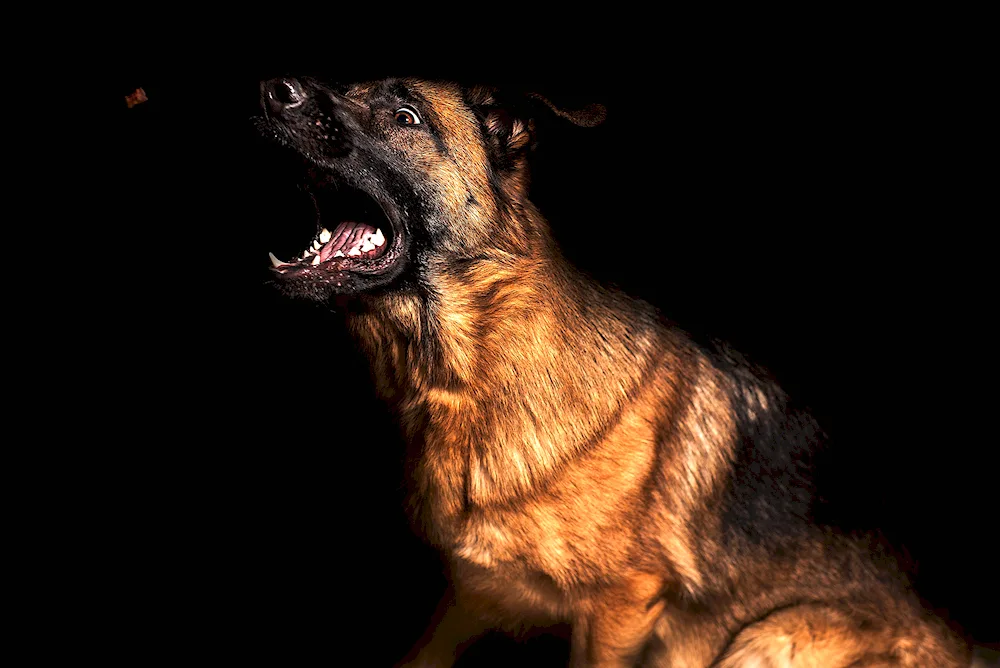 Dog shepherd German shepherd dog angry